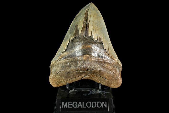 Serrated, Fossil Megalodon Tooth - Monster Meg Tooth #156563
